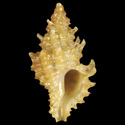 To Conchology (Murexsul aradasii)