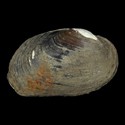 To Conchology (Potomida littoralis)