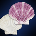 To Conchology (Pecten maximus SET)