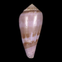 To Conchology (Afonsoconus kinoshitai SET)