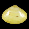 To Conchology (Mactra nipponica YELLOW)