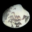 To Conchology (Leukoma histrionica)