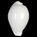 To Conchology (Naria eburnea GIANT)