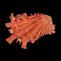 To Conchology (Cardita crassicosta RED GIANT)