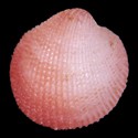 To Conchology (Afrocardium exochum RED)